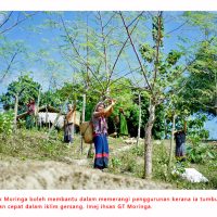 Petani Bangladesh Menganggap Moringa Sebagai Penyelesaian Iklim Dan Ekonomi