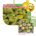 Durian Baik Pilih Dari Mana Aspek ?