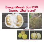 Bunga Merah Dan D99 Sama Warisan?
