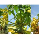 Kisah Kejayaan Induced Systemic Resistance (ISR) : Satu Harapan Baru Untuk Industri Betik Malaysia