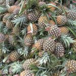 Meningkatkan Pendapatan Negara Melalui Peningkatan Eksport Produk Pertanian