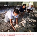 Bagaimana Teknologi Rumput Hibrid China Mengubah Dunia Menjadi Lebih Baik ?