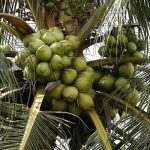 Kelapa Makin Kurang, Adakah Masyarakat Kita Mampu Hidup Tanpa Kelapa?