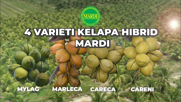 Read more about the article Kelapa Hibrid Baharu Berhasil Tinggi