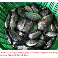Thailand Menangkap 1.3 juta Kg Ikan Tilapia Blackchin Yang Sangat Invasif