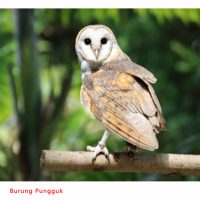 Kepentingan Burung Dalam Ladang Kelapa Sawit Di Malaysia