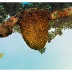 Pemburuan Madu Tualang Agak Rumit