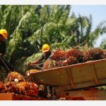 Penganalisis Melihat Dagangan Minyak Sawit Malaysia Antara RM3,700-RM4,500 Setan Sehingga Pertengahan 2025