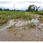 Mat Sabu: Kerugian RM32 Juta Dilaporkan Kerana Lebih 5,800 Hektar Tanaman Padi Musnah Akibat Banjir Utara
