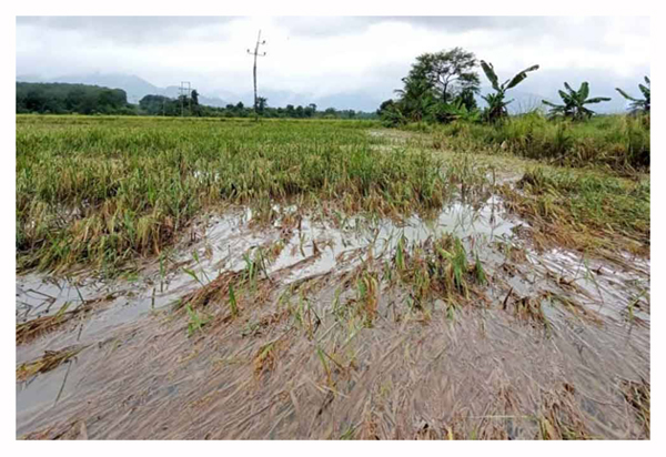 You are currently viewing Mat Sabu: Kerugian RM32 Juta Dilaporkan Kerana Lebih 5,800 Hektar Tanaman Padi Musnah Akibat Banjir Utara