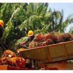 Penapis India Membatalkan Kontrak Minyak Sawit Atas Kenaikan Cukai, Kenaikan Harga