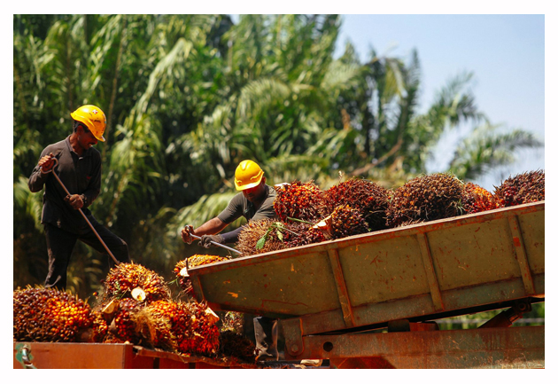You are currently viewing Penapis India Membatalkan Kontrak Minyak Sawit Atas Kenaikan Cukai, Kenaikan Harga