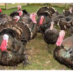 Penternakan Ayam Belanda : Tips Perlu Diketahui