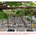 Pertanian Pintar Guna Teknologi IoT