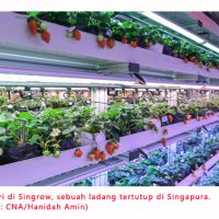 Genetik Dan AI: Penggunaan Teknologi Berhasil Dalam Penanaman Strawberi Di Singapura