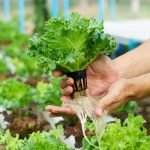 Belajar Konsep Asas Hidroponik Agar Boleh Buat Sendiri di Rumah