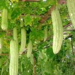 Hidroponik : Pendekatan Pertanian Moden