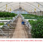 5 Kaedah Hidroponik Yang Cekap Dalam Penggunaan Air