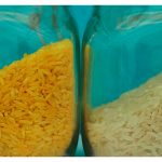 Adakah Selamat Memakan Tanaman Ubah Suai Genetik?