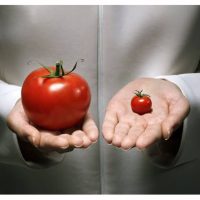 Adakah Makanan Ubah Suai Genetik Mempunyai Kesan Pada Gen Saya?