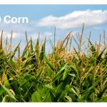 Menyokong dan Mengekalkan Bekalan Makanan Kami : Kebaikan Jagung Ubah Suai Genetik (GMO)