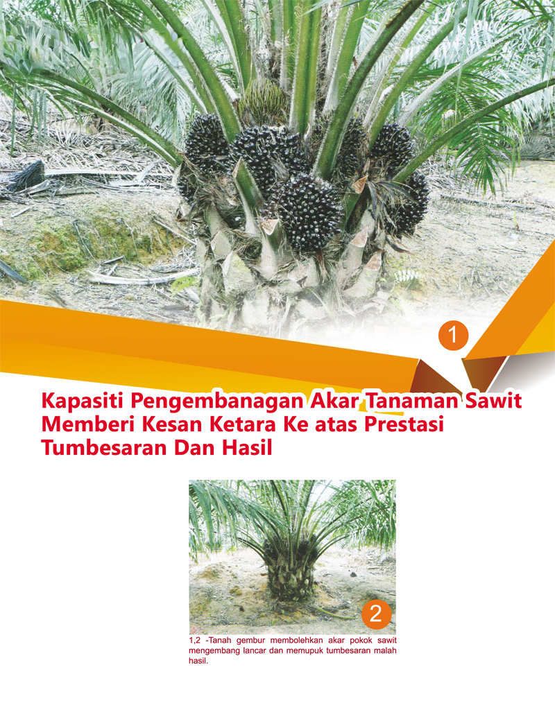 You are currently viewing Kapasiti Pengembangan Akar Tanaman Sawit Memberi Kesan Ketara Ke atas Prestasi Tumbesaran Dan Hasil