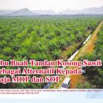 Abu Buah Tandan Kosong Sawit Sebagai Alternatif Kepada Baja MOP dan SOP
