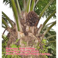 Renungan Buah Tandan Bertangkai Panjang Dalam Situasi Kekurangan Pekerja Ladang…