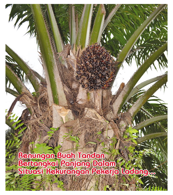 Read more about the article Renungan Buah Tandan Bertangkai Panjang Dalam Situasi Kekurangan Pekerja Ladang…