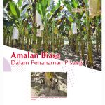 Amalan Biasa Dalam Penanaman Pisang