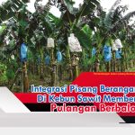 Integrasi Pisang Berangan Di Kebun Sawit Memberi Pulangan Berbaloi