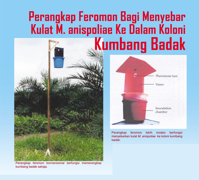Read more about the article Perangkap Feromon Bagi Menyebar Kulat M. anispoliae Ke Dalam Koloni Kumbang Badak