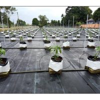Pengairan Dan Pembajaan Dalam Fertigasi ( Bahagian 2/2)