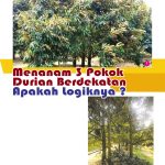 Menanam 3 Pokok Durian Berdekatan Apakah logiknya ?