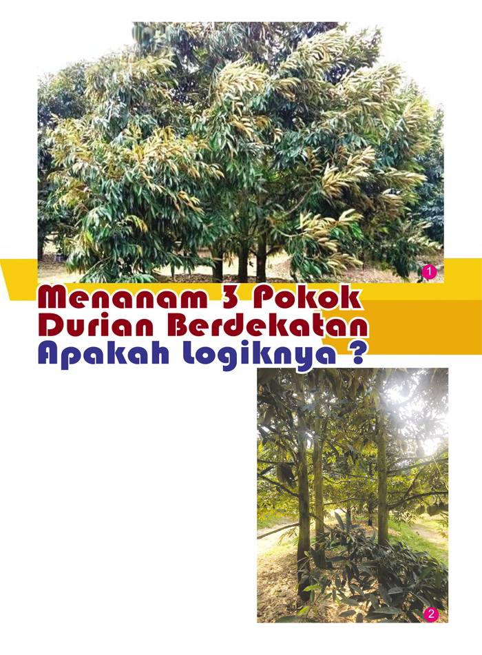 Read more about the article Menanam 3 Pokok Durian Berdekatan Apakah logiknya ?
