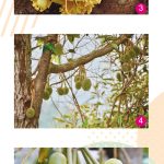 Kebernasan Debunga Dan Kaitannya Dengan Prestasi Pembentukan Buah