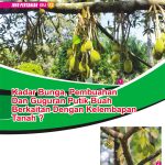 Kadar Bunga, Pembuahan Dan Guguran Putik Buah Berkaitan Dengan Kelembapan Tanah ?