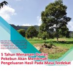 5 Tahun Menanam Durian Pekebun Akan Menikmati Pengeluaran Hasil Pada Masa Terdekat