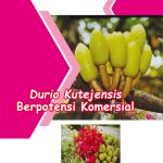 Durio Kutejensis Berpotensi Komersial