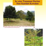 Serangan Nematod ke atas Tanaman Durian Dan Kaedah Kawalan