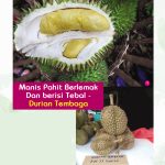 Manis Pahit Berlemak Dan berisi Tebal Durian Tembaga