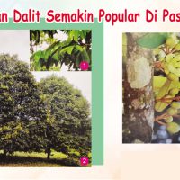 Durian Dalit Semakin Popular Di Pasaran