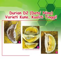 Durian D2 (Dato’ Nina) Varieti Kuno, Kualiti Tinggi!