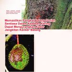 Memastikan Pangkal Batang Durian Sentiasa Dalam Keadaan Kering Dapat Mengurangkan Kadar Jangkitan Kanker Batang