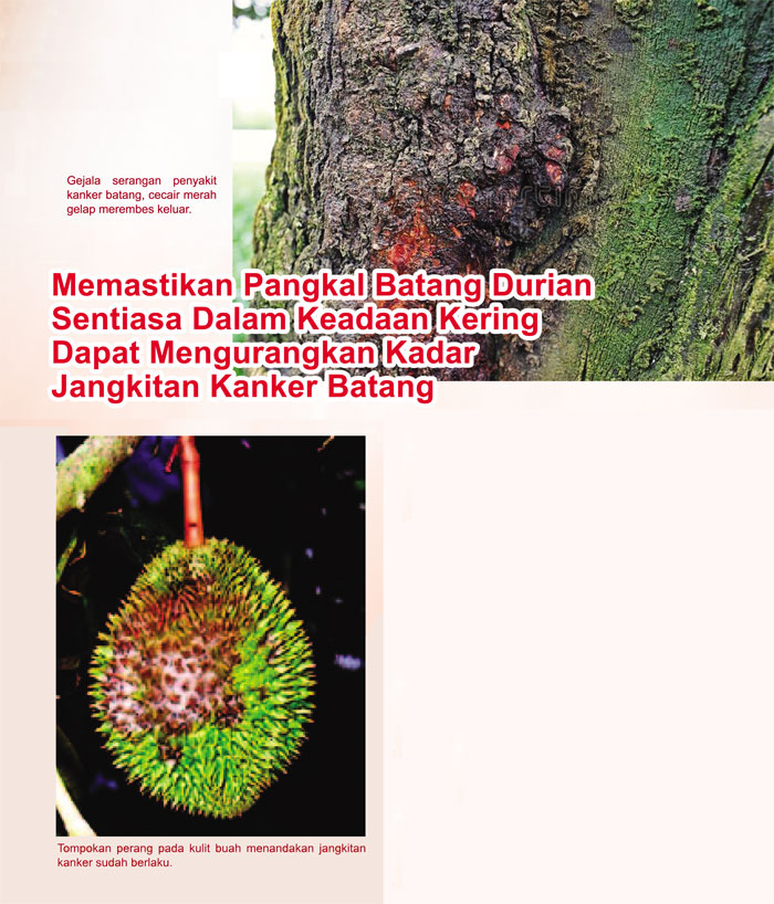 Read more about the article Memastikan Pangkal Batang Durian Sentiasa Dalam Keadaan Kering Dapat Mengurangkan Kadar Jangkitan Kanker Batang