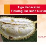 Tiga Kecacatan Fisiologi Isi Buah Durian