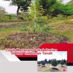 Logik Menanam Pokok Durian Di atas Timbunan Tanah