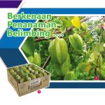 Berkenaan Penanaman Belimbing ….