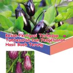 Kesan Fertigasi Terhadap Tumbesaran Dan Pengeluaran Hasil Buah Terung