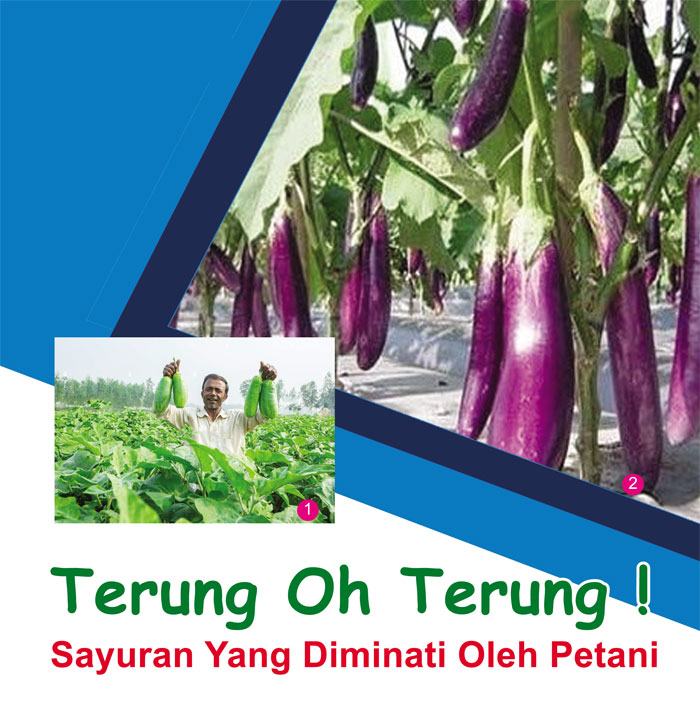 You are currently viewing Terung Oh Terung ! Sayuran Yang Diminati Oleh Petani